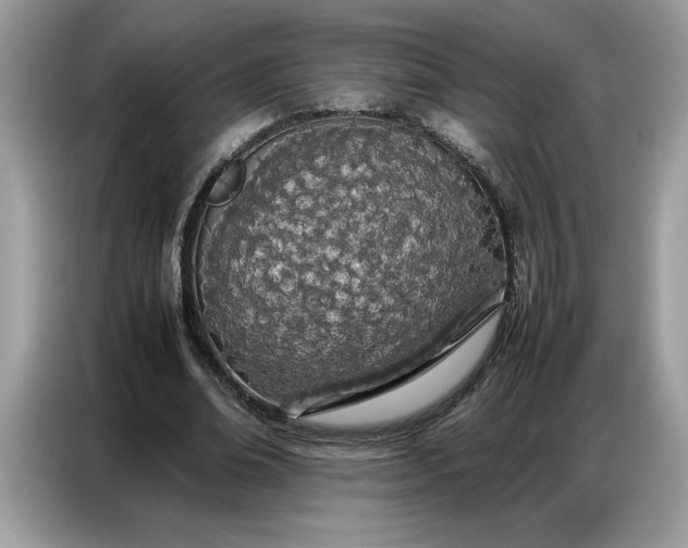 X0000086740678200704271651