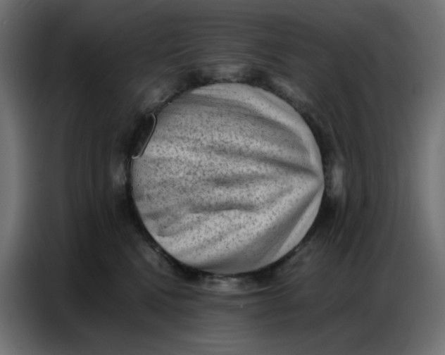 X0000086740472200705041411