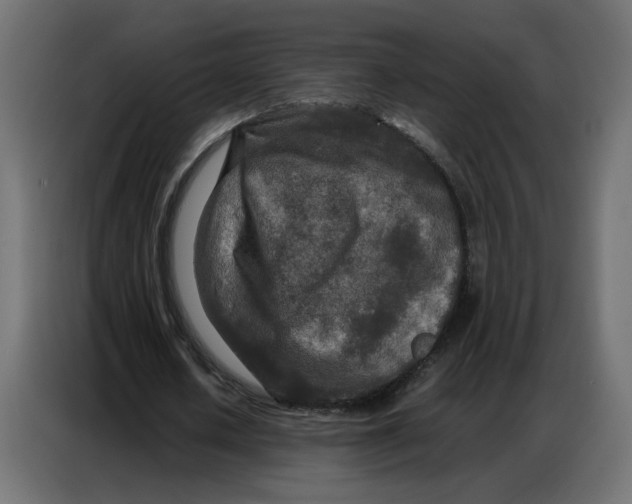 X0000086740626200705041408