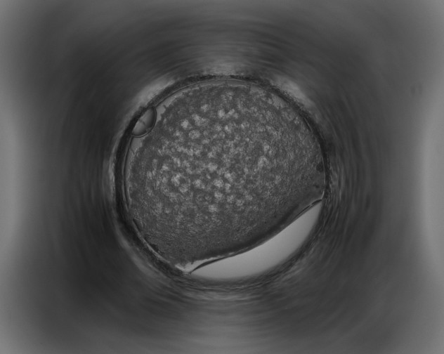 X0000086740678200705041408