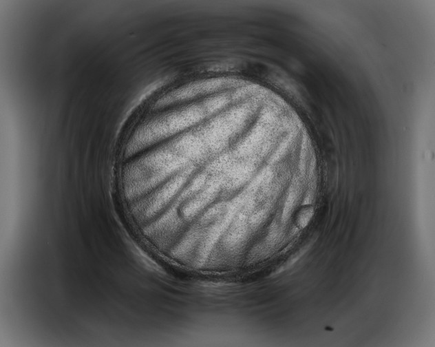 X0000086740725200705041407