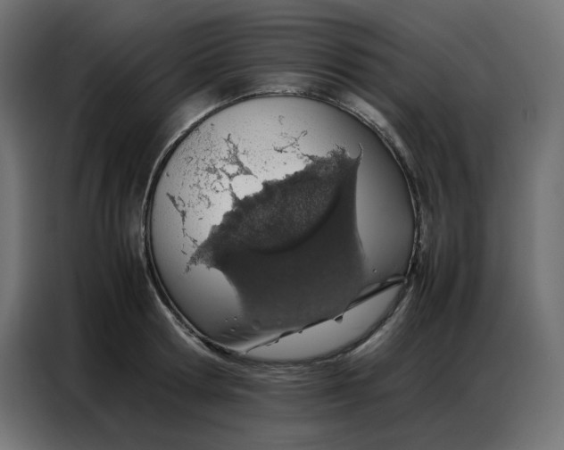 X0000086740802200705041406