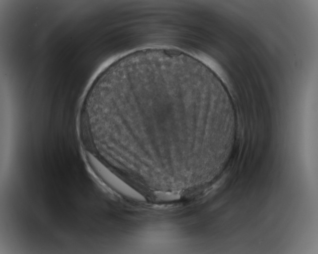 X0000086740958200705041405