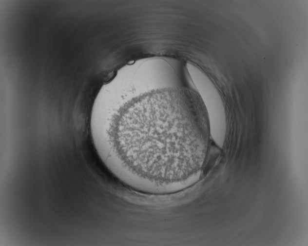 X0000086740031200705111644