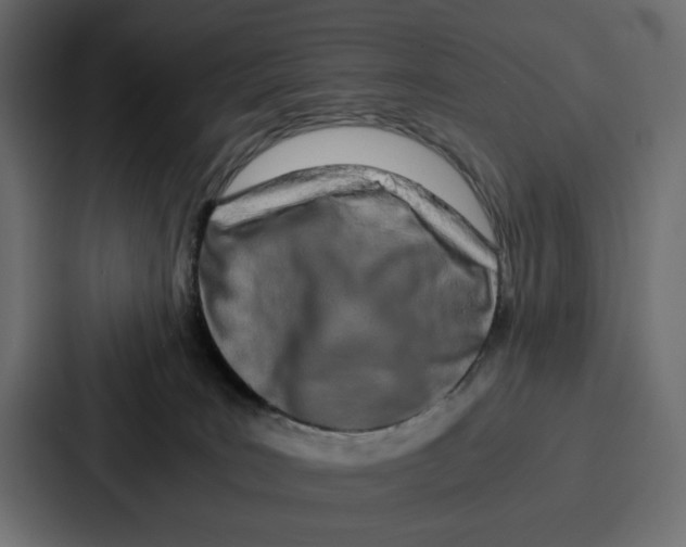 X0000086740035200705111644