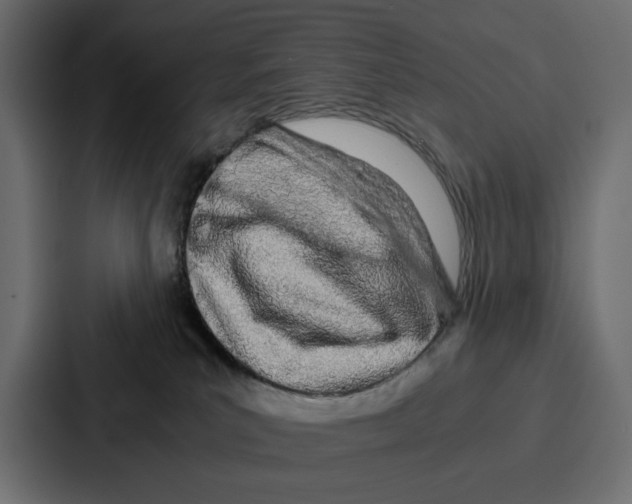 X0000086740039200705111643