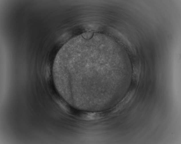 X0000086740130200705111642