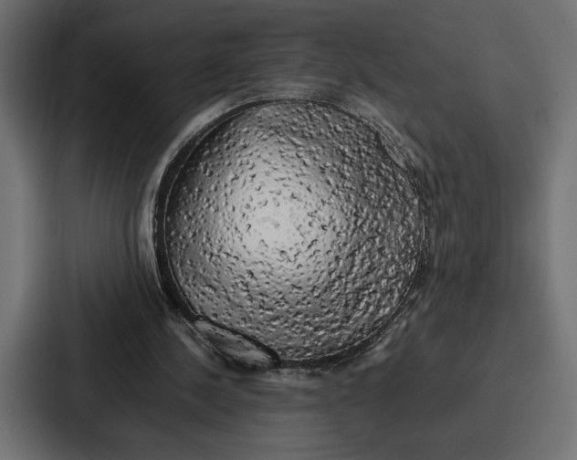 X0000086740244200705111640