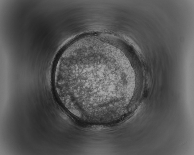 X0000086740391200705111639