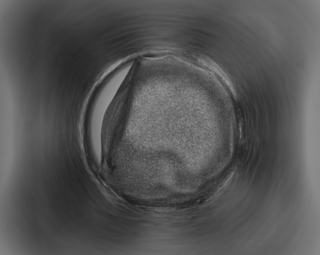 X0000086740436200705111638