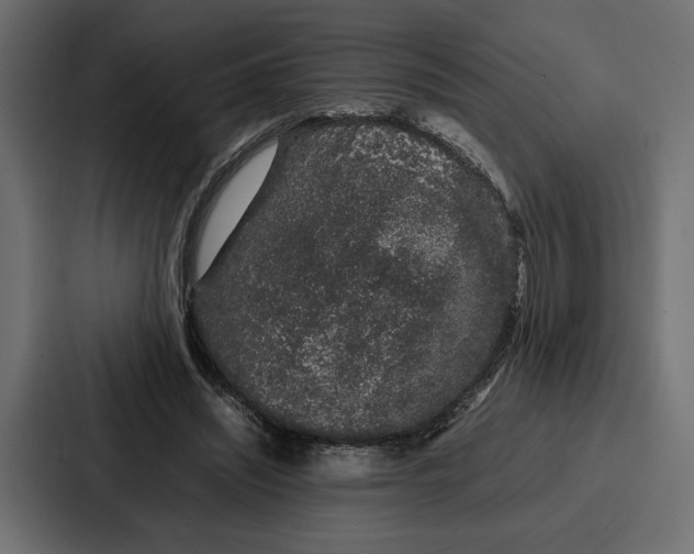 X0000086740444200705111638