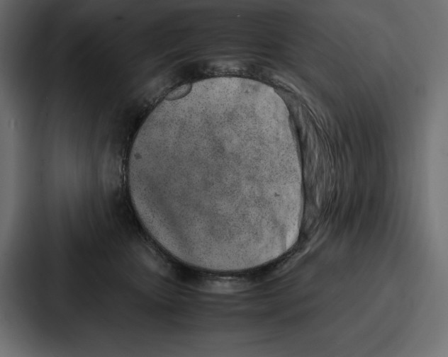 X0000086740467200705111638