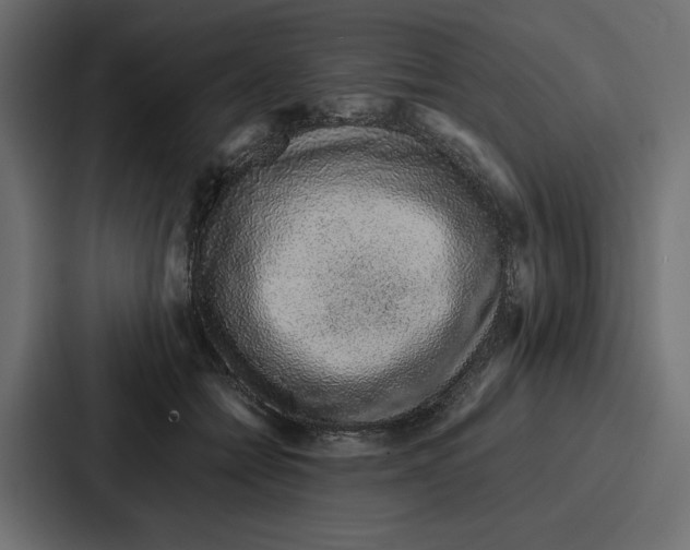 X0000086740558200705111637