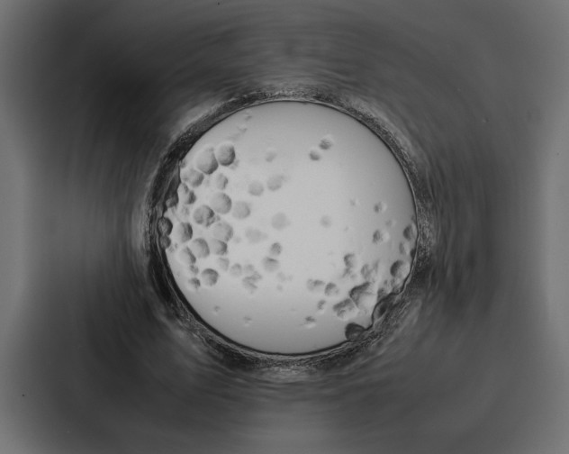 X0000086740583200705111636