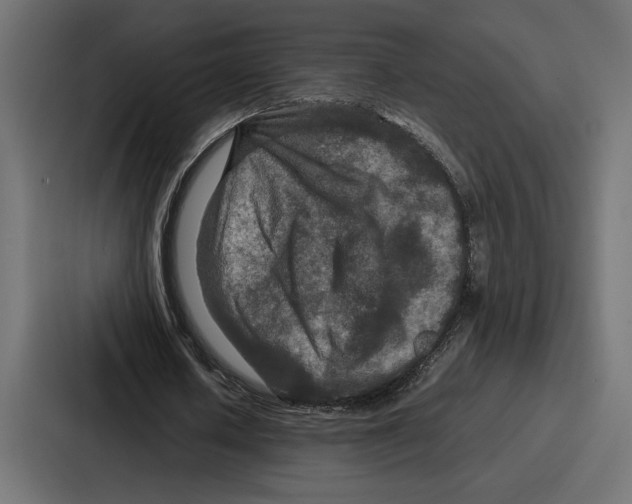 X0000086740626200705111635