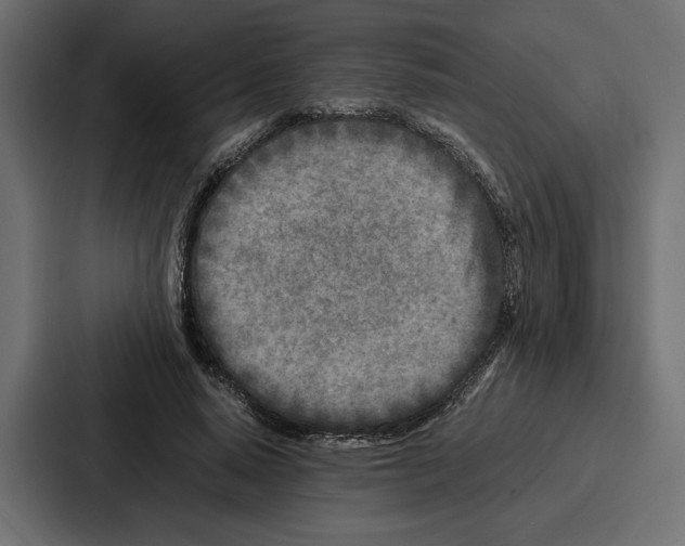 X0000086740640200705111636