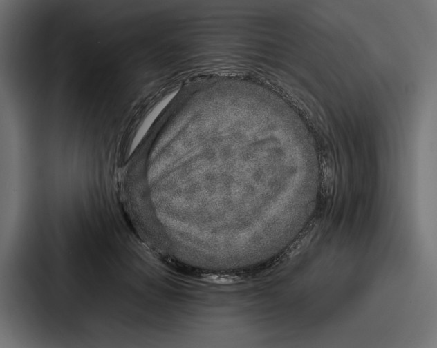 X0000086740654200705111636