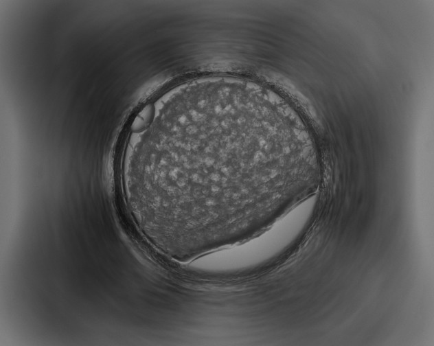 X0000086740678200705111635