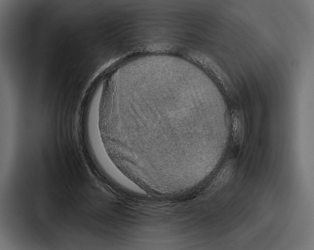X0000086740684200705111635
