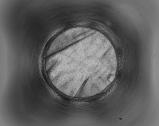 X0000086740725200705111634