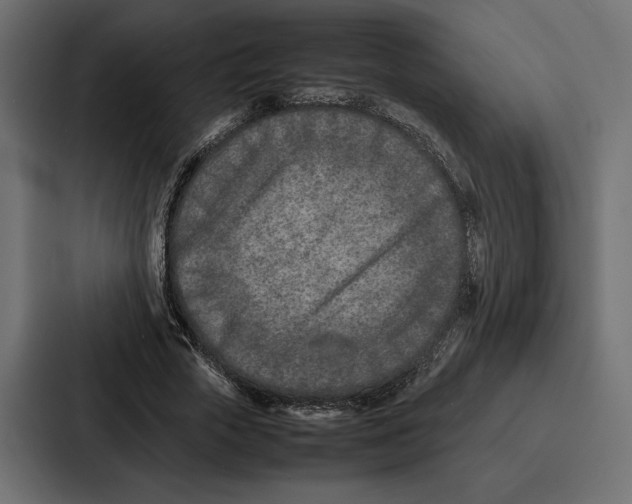 X0000086740729200705111634