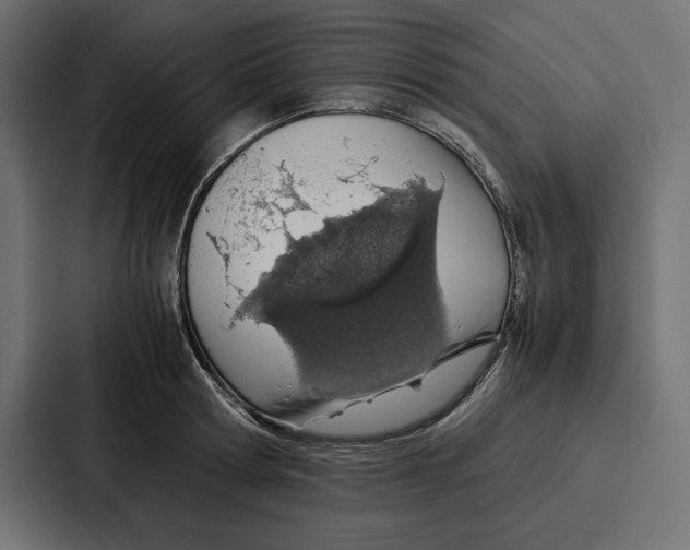 X0000086740802200705111634