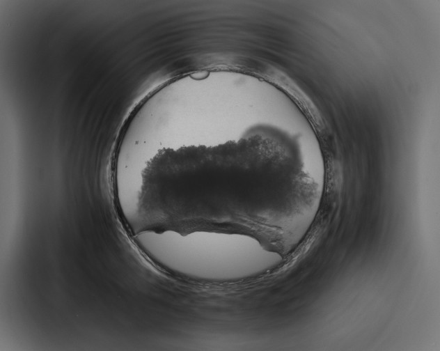 X0000086740806200705111634