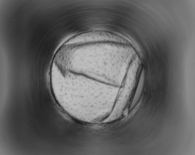 X0000086740814200705111633