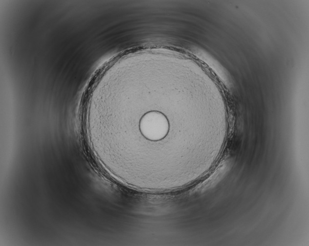 X0000086740832200705111633