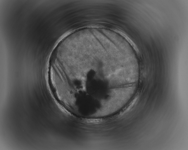 X0000086740853200705111633