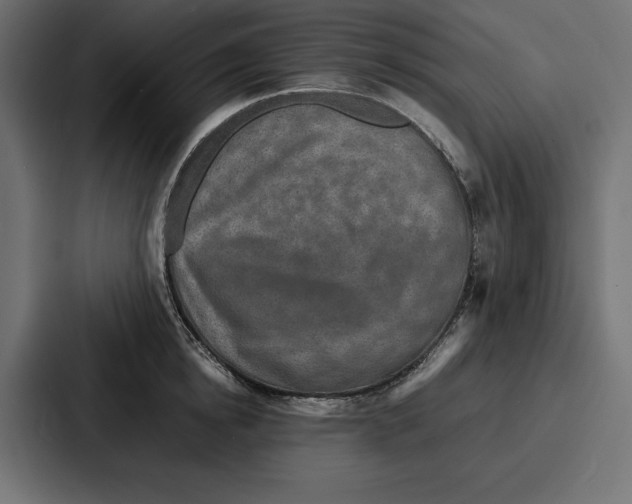 X0000086740854200705111633