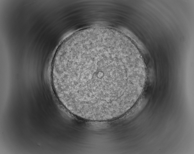 X0000086740856200705111633