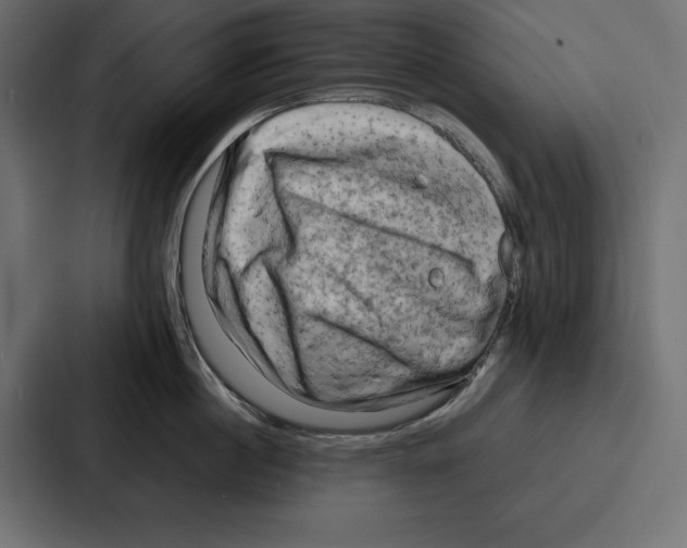 X0000086740860200705111633
