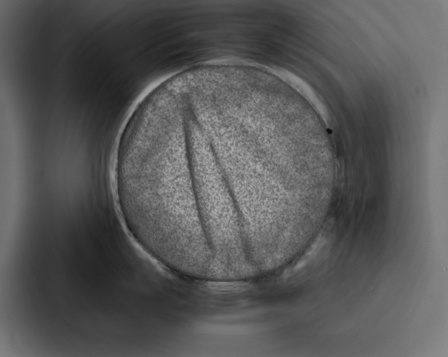 X0000086740863200705111633