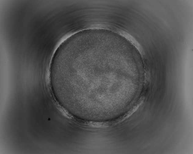 X0000086740928200705111632