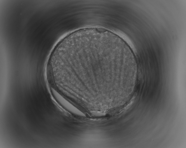 X0000086740958200705111632