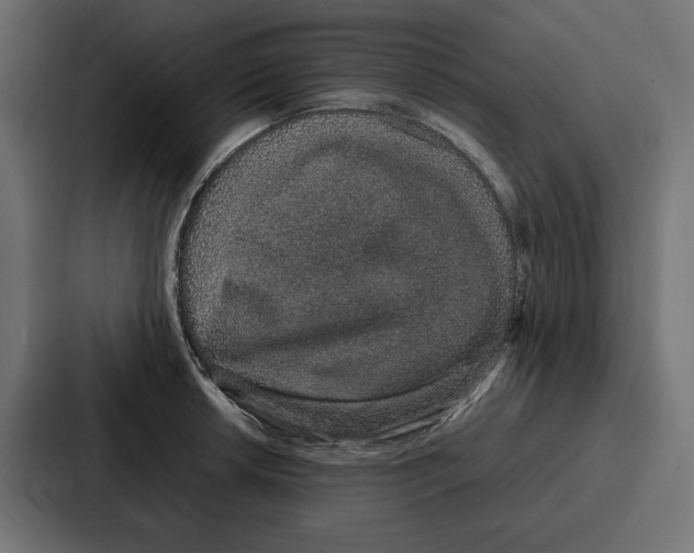 X0000086741042200705111631