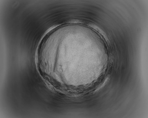 X0000086741125200705111629