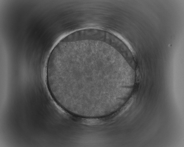 X0000086741383200705111626