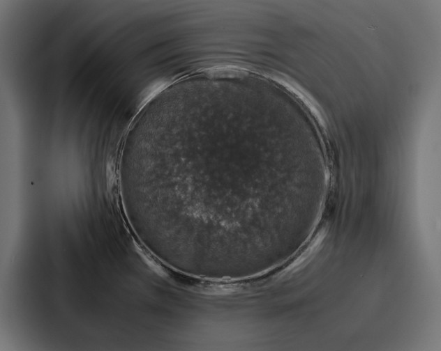 X0000086741385200705111626