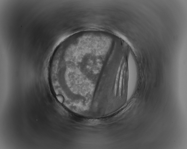 X0000086741463200705111625