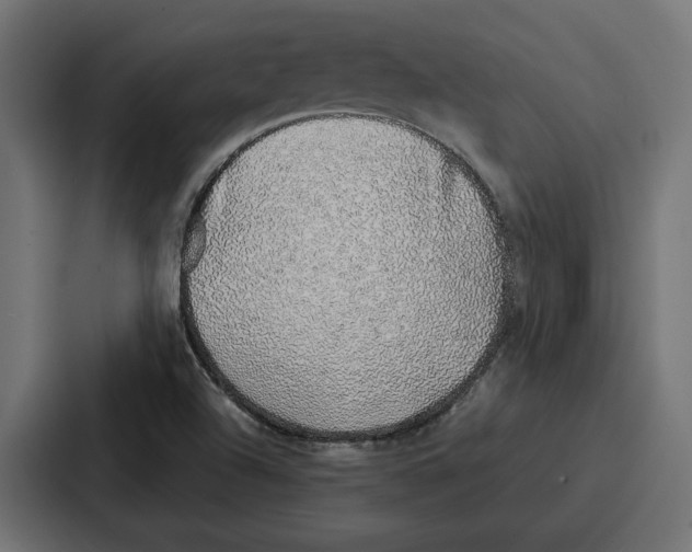 X0000086741504200705111624