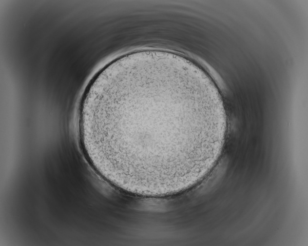 X0000086741514200705111624