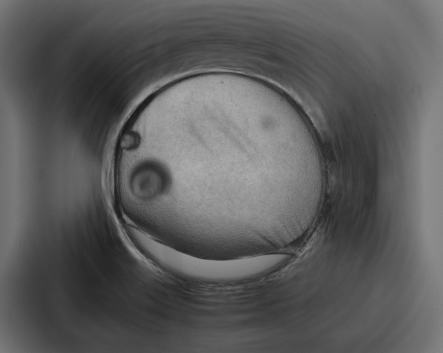 X0000086741515200705111624