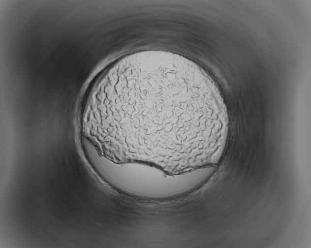 X0000086741522200705111625