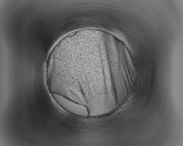 X0000086741524200705111625