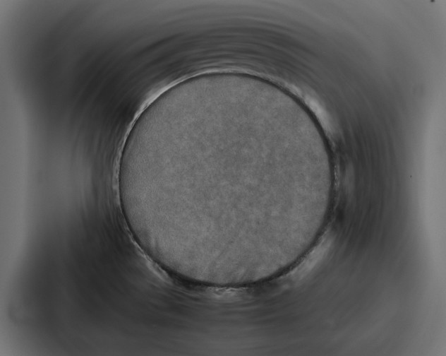 X0000086741529200705111625