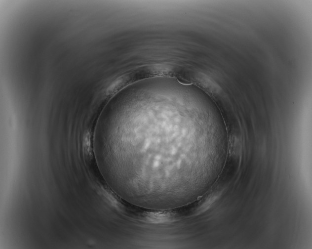 X0000086750238200704201731