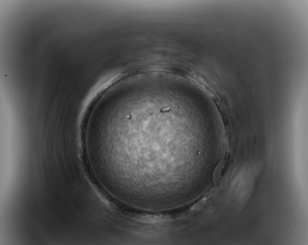 X0000086750245200704201731