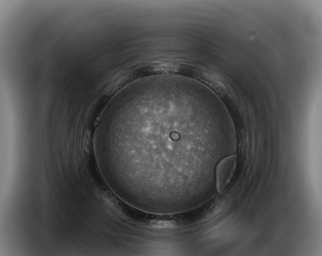 X0000086750649200704201726